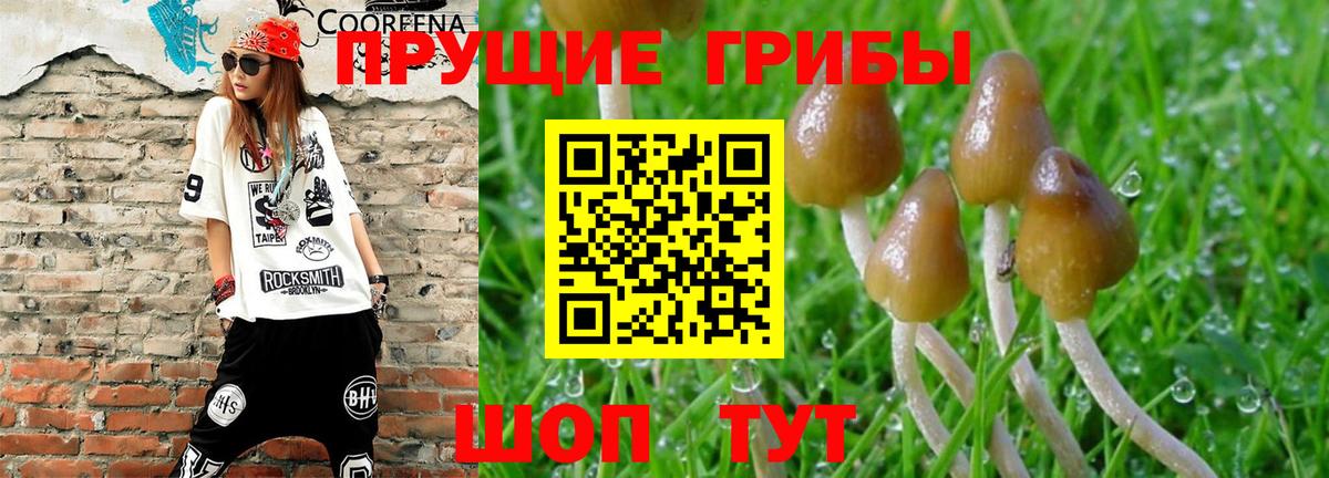 Ростов Великий  хочу   Вход с VPN  Галлюциногенные грибы Psilocybe 